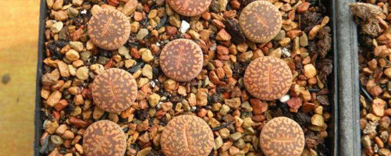 日轮玉开花怎么办