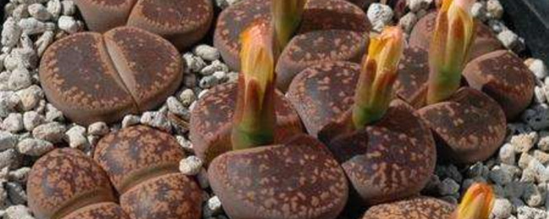 日轮玉开花会死吗