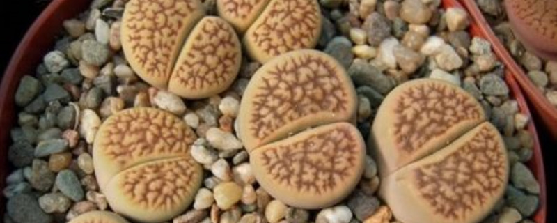 怎么预防日轮玉烂根