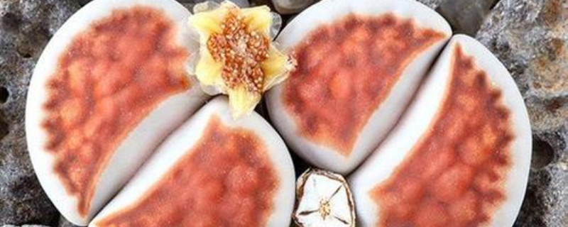 日轮玉的生长环境 日轮玉的生长环境