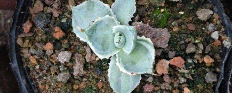 甲蟹的学名 甲蟹的学名