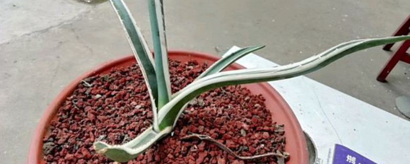 白瓷炉的学名 白瓷炉的学名