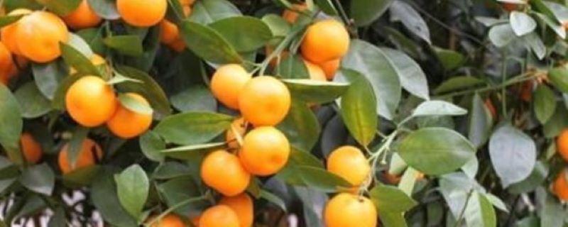 金桔的光照/土壤/温度/水分/施肥方法