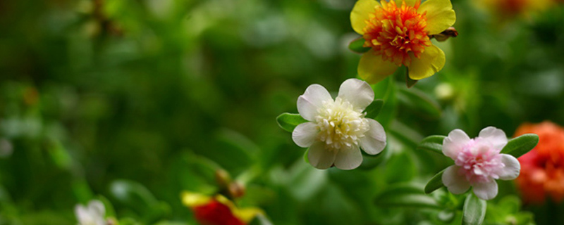 6月开什么花