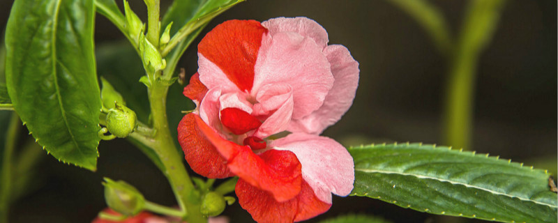 凤仙花从播种到种子成熟共约多少天