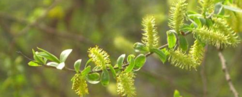 柳树花是完全花吗 柳树花是完全花吗