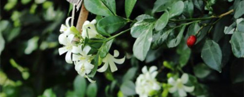 带数字的花名名字 带数字的花名名字