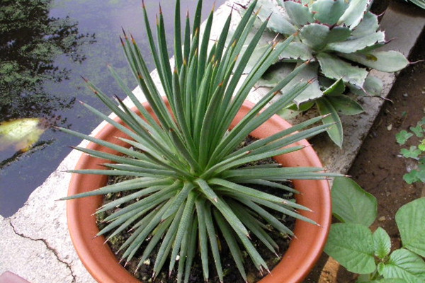 吹上 Agave stricta