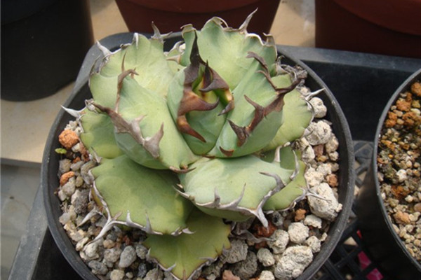 仁王冠 Agave titanota