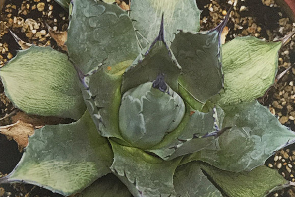 蓝刺仁王冠 Agave titanota ‘Blueispinus’