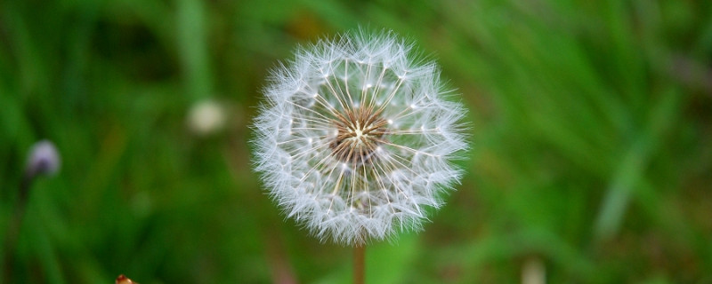 苦菜和蒲公英的区别