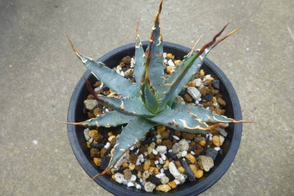 曲刺妖炎 Agave utahensis ‘Eborispina’