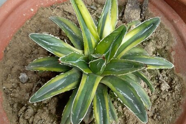 笹之雪锦 Agave victoriae-reginae ‘Variegata’