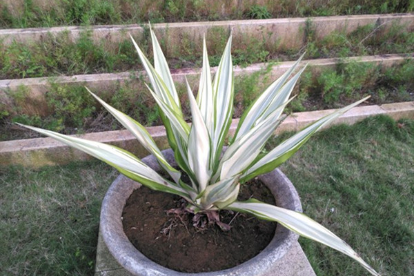 黄纹巨麻 Furcraea foetida ‘Mediopicta’