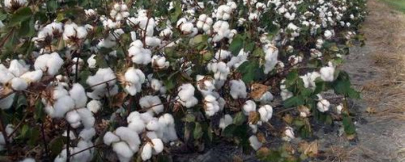 棉花长什么样 棉花长什么样