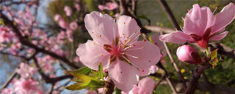 桃花枝怎么生根