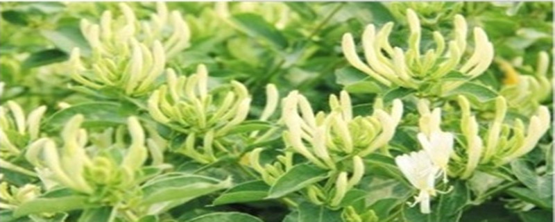 金银花扦插几月份好