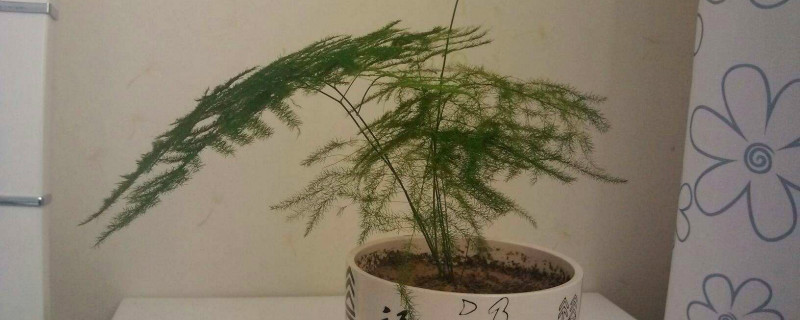 多年生草本植物会死吗