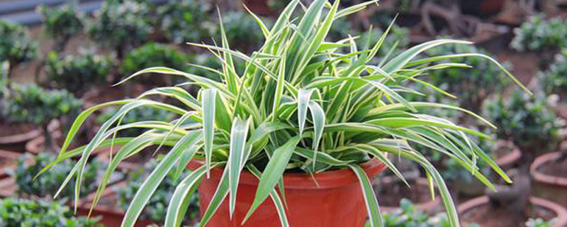 草本植物如何扦插 草本植物如何扦插