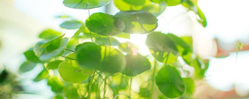 草本植物可以水培吗 草本植物可以水培吗