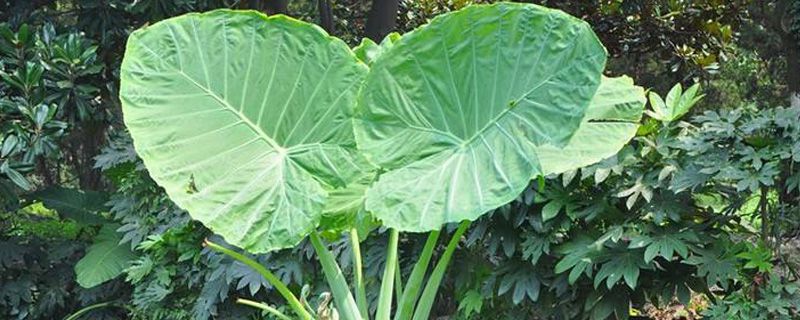 大叶子草本植物有哪些 大叶子草本植物有哪些