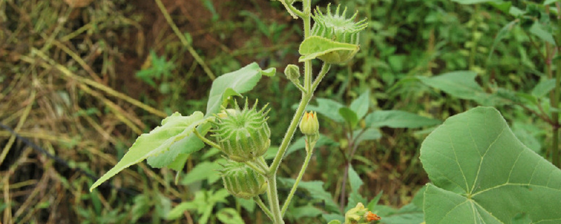 北方常见野生草本植物