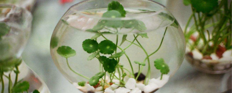 水培植物养大后怎么处理 水培植物养大后怎么处理