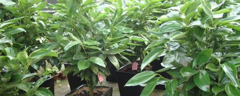 植物是怎么来的 植物是怎么来的