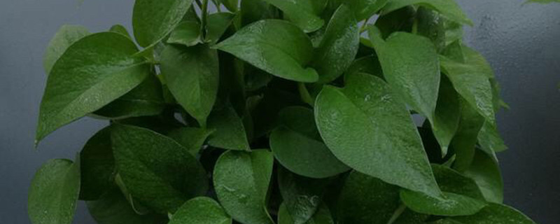 植物怎么养才能更茂盛