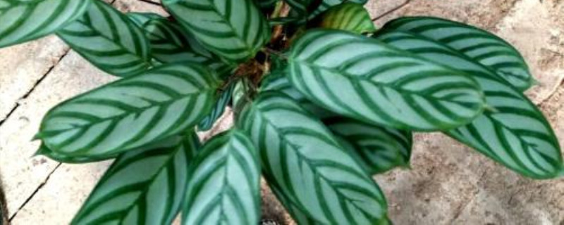 给花施肥后能浇水吗