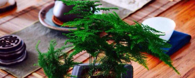 观叶植物优点 观叶植物优点