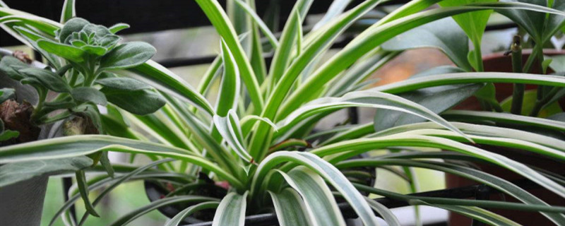 室内观叶植物养护