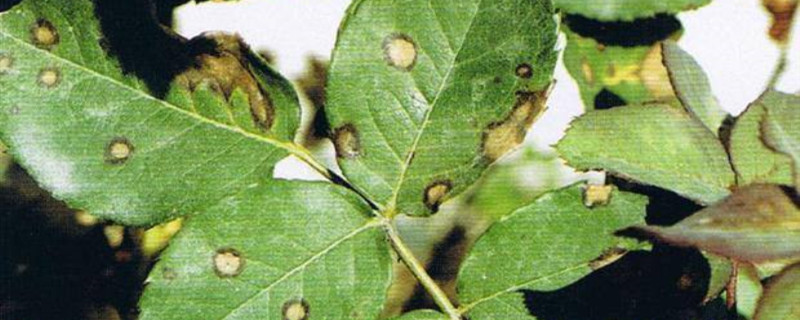 观叶植物炭疽病症状 观叶植物炭疽病症状