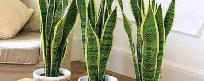 观叶植物的保护价值 观叶植物的保护价值