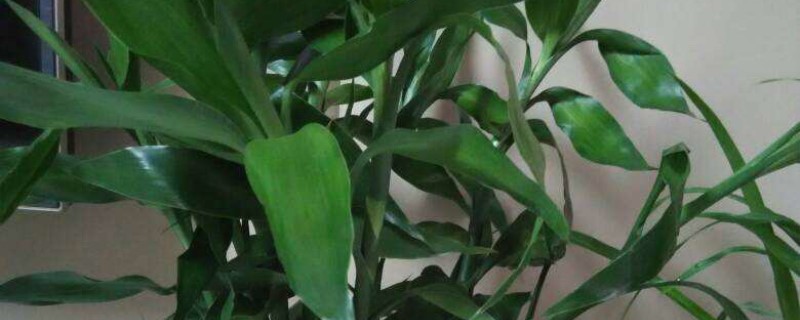 适合东北种植的观叶植物 适合东北种植的观叶植物