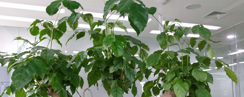 观叶植物叶子下垂了怎么办 观叶植物叶子下垂了怎么办