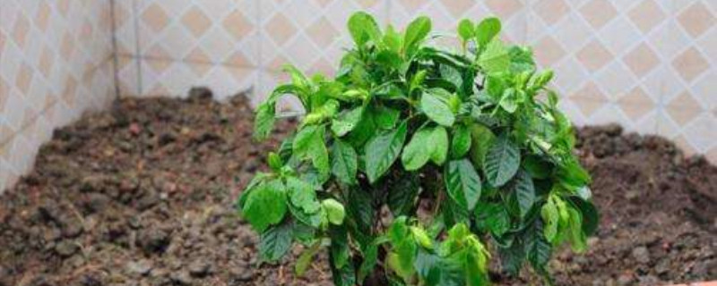 刚栽的栀子花怎样剪枝 刚栽的栀子花怎样剪枝