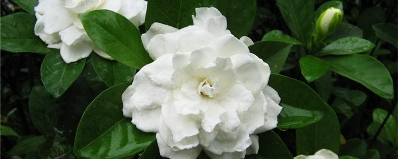 栀子花的养殖技巧 栀子花的养殖技巧