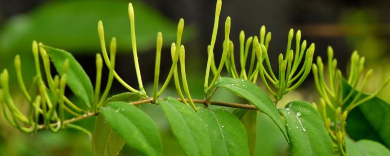 金银花是草本植物吗