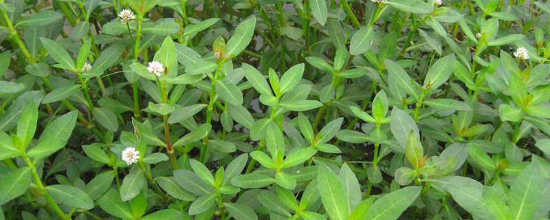 空心莲子草是草本植物吗