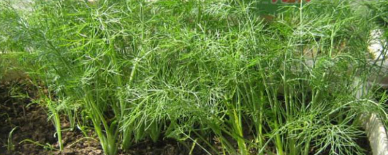 盆栽小茴香间距多少 盆栽小茴香间距多少