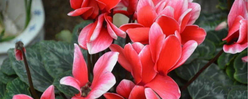 仙客来长花需要多少天