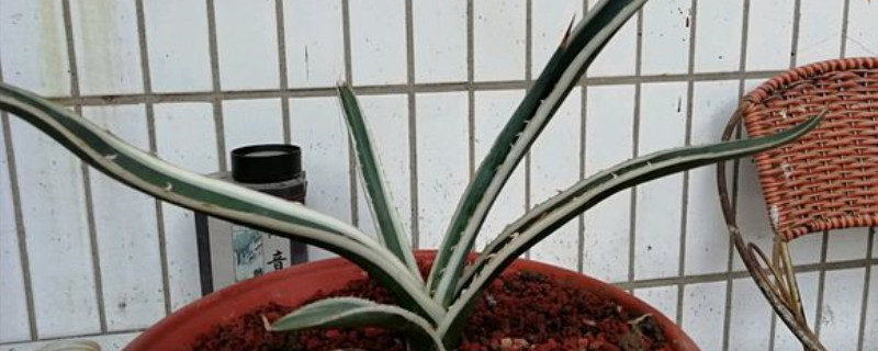 白瓷炉修剪时间 白瓷炉修剪时间