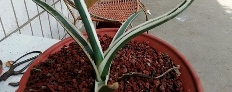 白瓷炉烂根表现 白瓷炉烂根表现