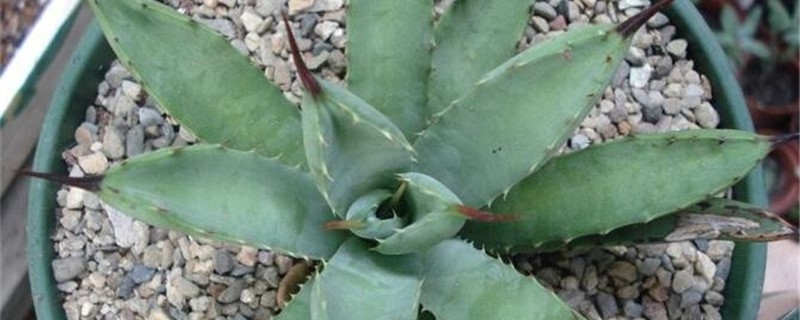 八荒殿是什么科 八荒殿是什么科