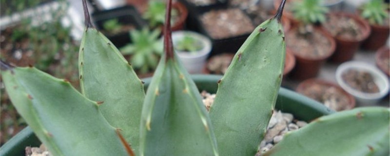 八荒殿的别名 八荒殿的别名