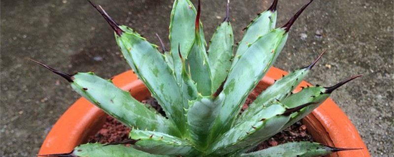 八荒殿产地在哪 八荒殿产地在哪