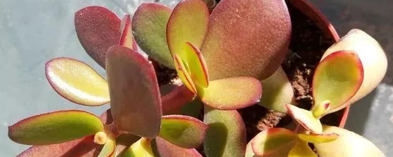 花月锦有多少种 花月锦有多少种