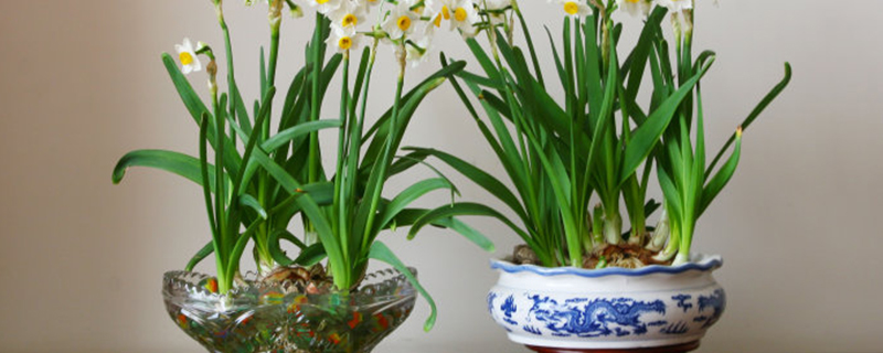 水养水仙花要加多少水 水养水仙花要加多少水