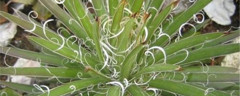 泷之白丝叶插方法 泷之白丝叶插方法